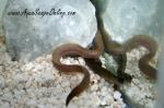 Freshwater Moray eel 12"